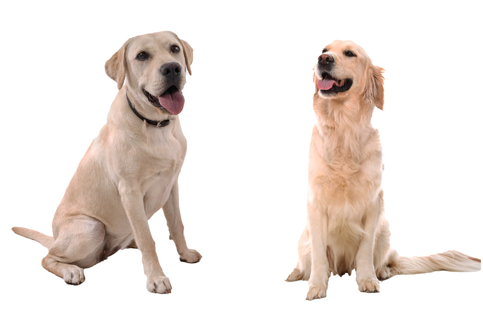 labrador-retriever-vs-golden-retriever