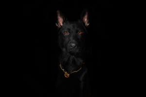 black-german-shepherd