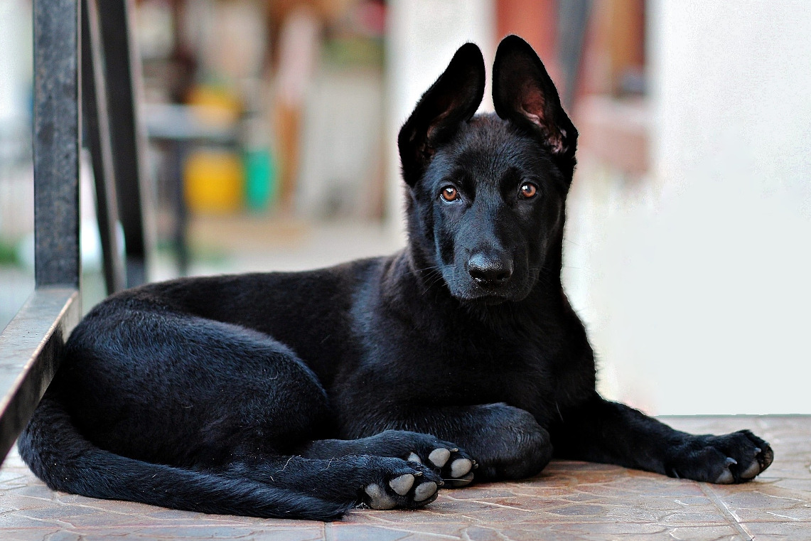 black-german-shepherd-puppy