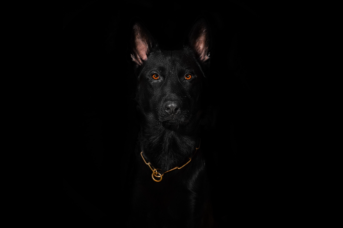 black-german-shepherd