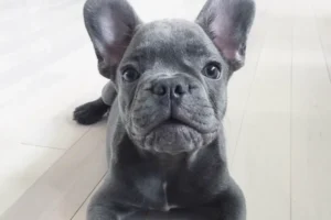 blue-frenchie