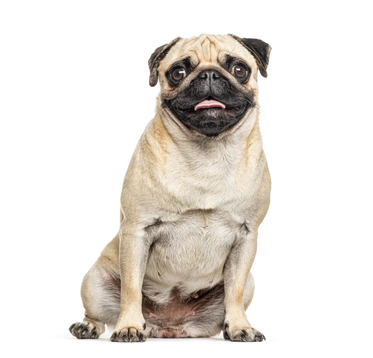 Where-to-find-a-reputable-pug-breeder